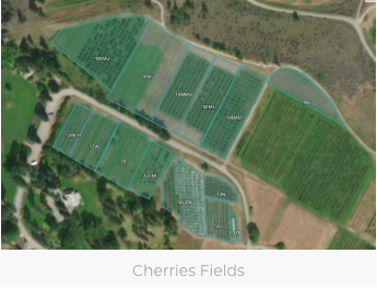 Summerland Cherries