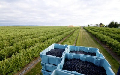 Unmanned Aerial Vehicles (UAVs) for BC Agricultural Applications