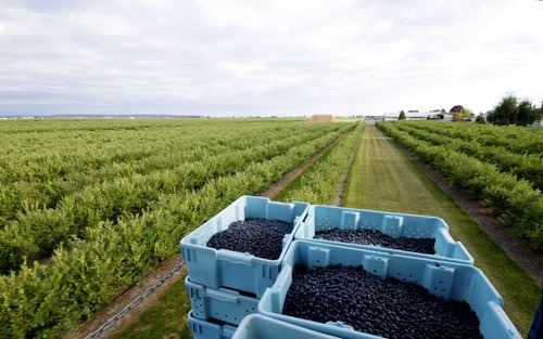 Unmanned Aerial Vehicles (UAVs) for BC Agricultural Applications