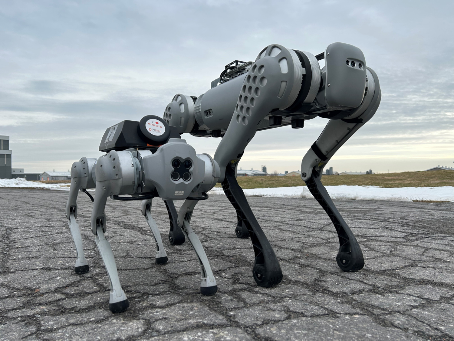 Quadrupeds