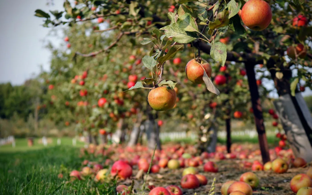 Hyperspectral Drones and Ground Robots for Crop Health Assessment and Yield Prediction