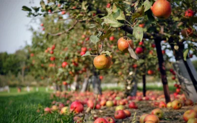 Hyperspectral Drones and Ground Robots for Crop Health Assessment and Yield Prediction