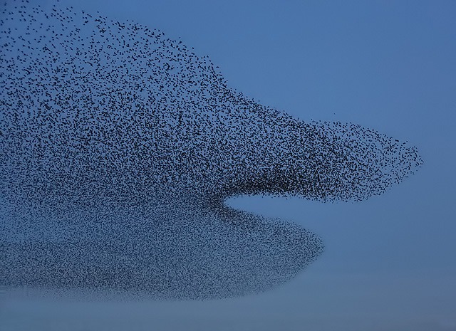 A_starling_murmuration_at_Rigg_