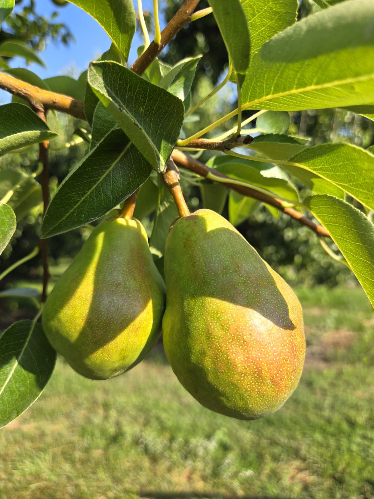 Healthy pears in Kelowna. Photo courtesy Riley Johnson